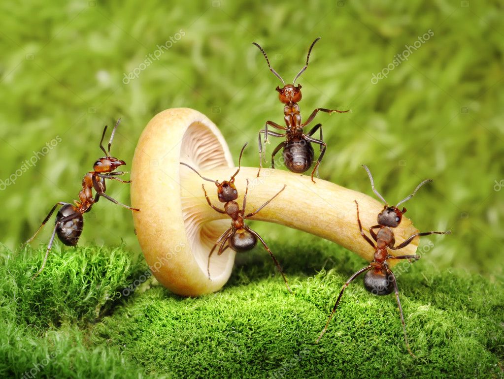 Ants Team