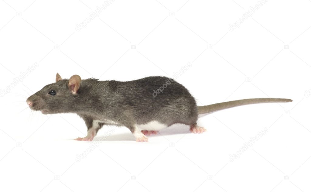 Gray Rat