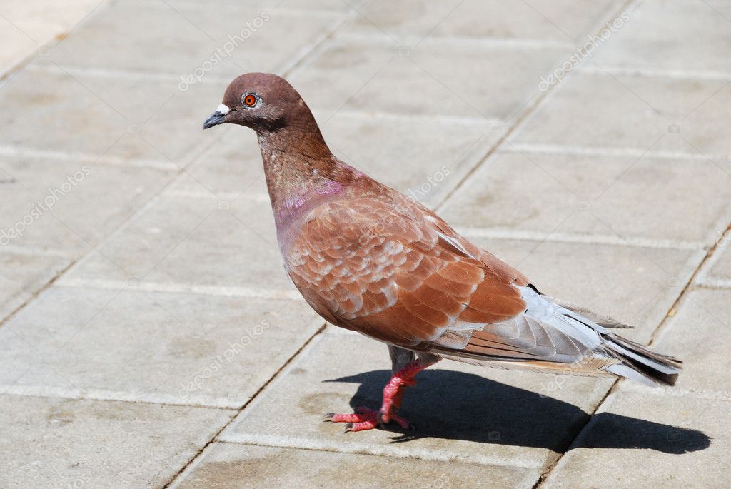Brown pigeon — Stock Photo © AlexGul 5302548