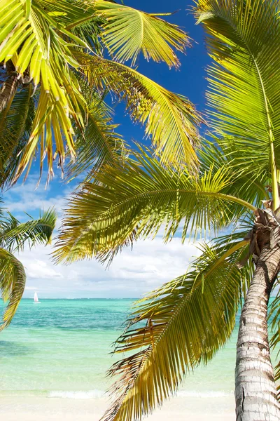 Palms on island Saona — Stock Photo #4446633