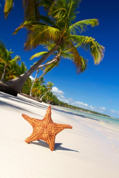 Starfish on caribbean beach