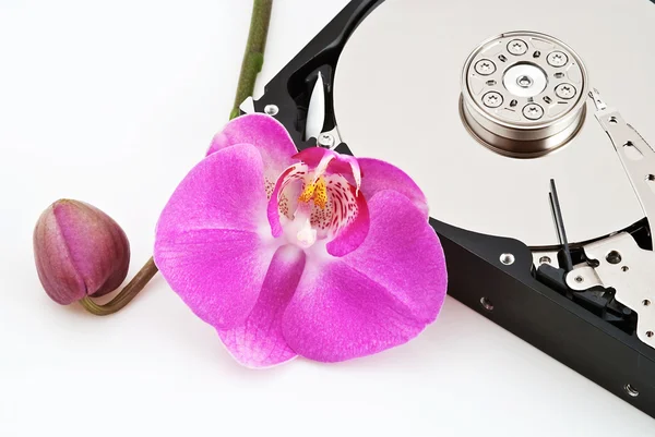 Hard drive and flower