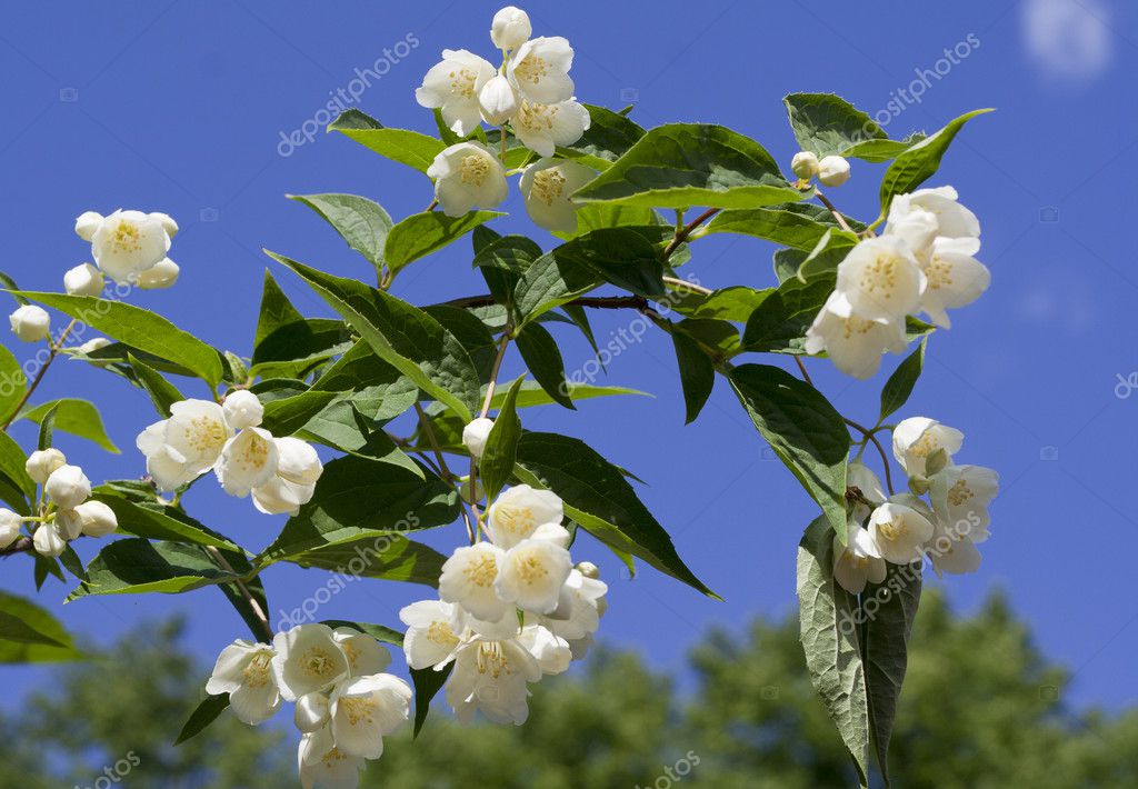Beautiful fresh jasmine flowers — Stock Photo © ivelle 5200801