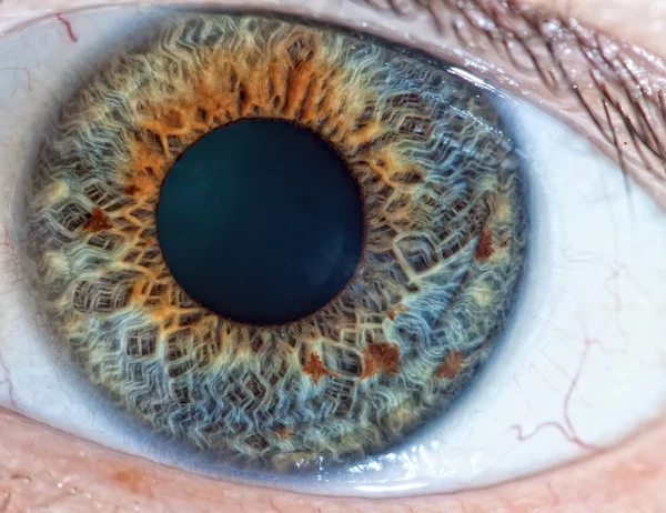 Human eye. macro