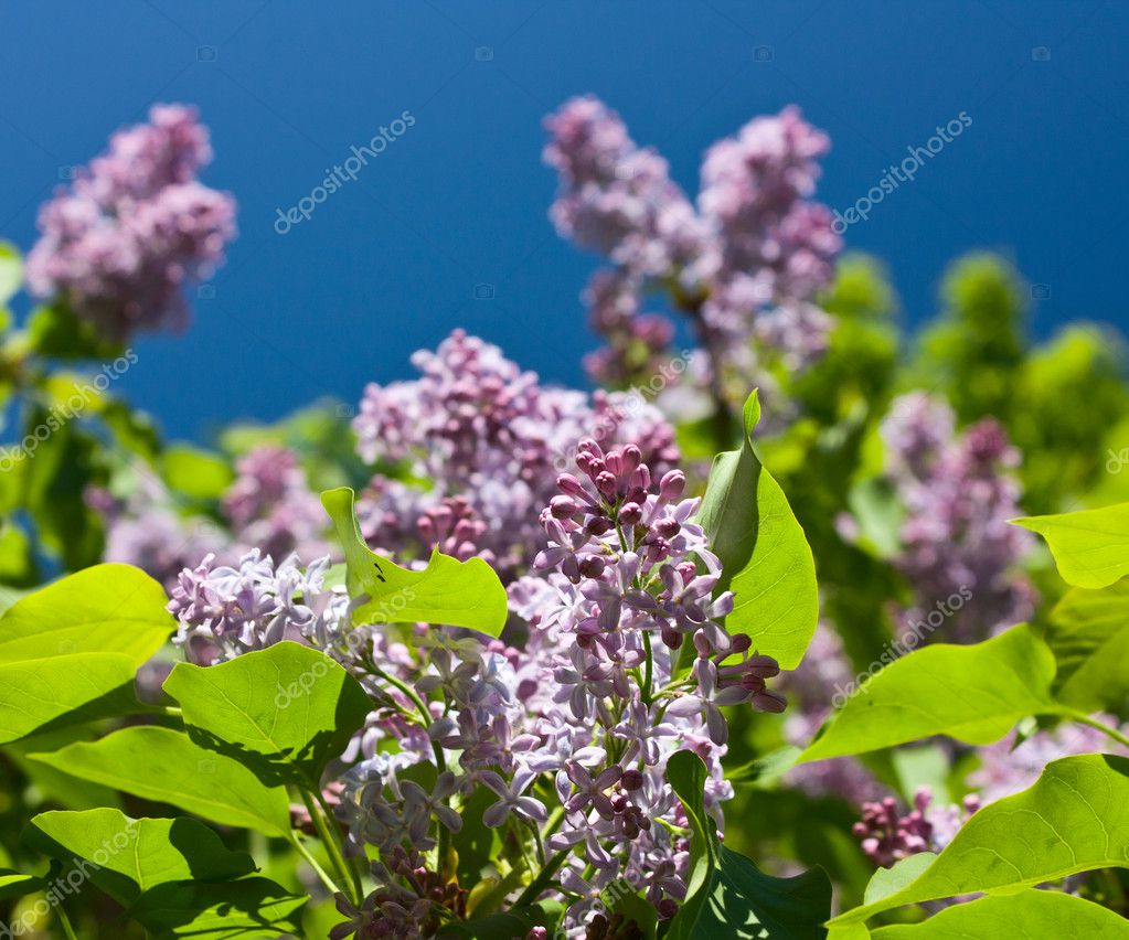 Blue Skies Lilac