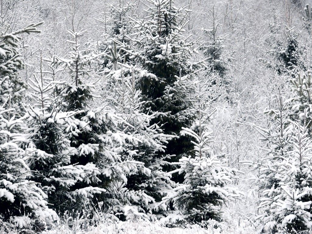 Winter Forest Snow