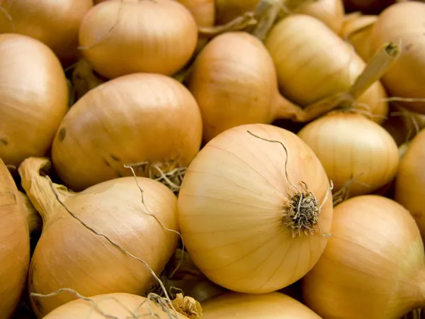 Onions macro