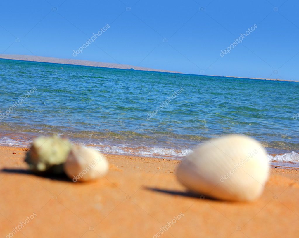 Beach With Seashells