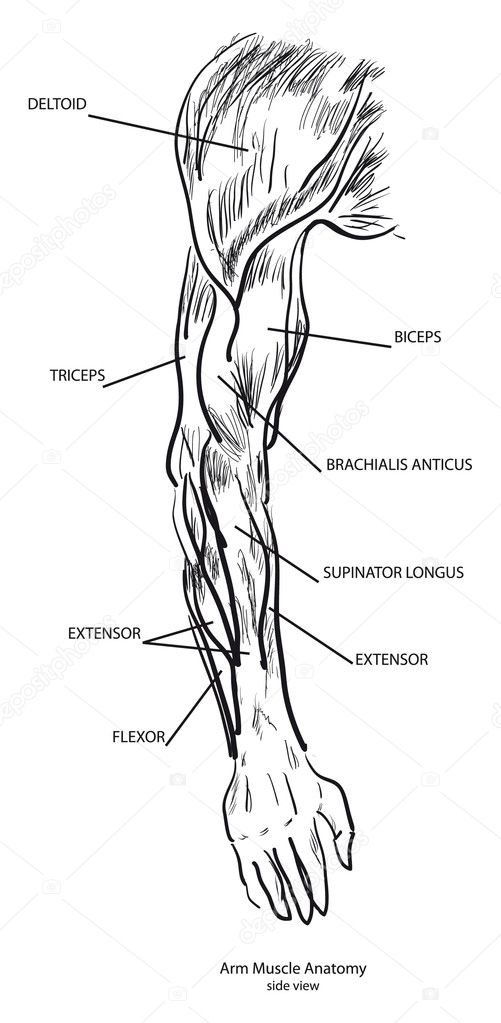 Arm Muscle Images