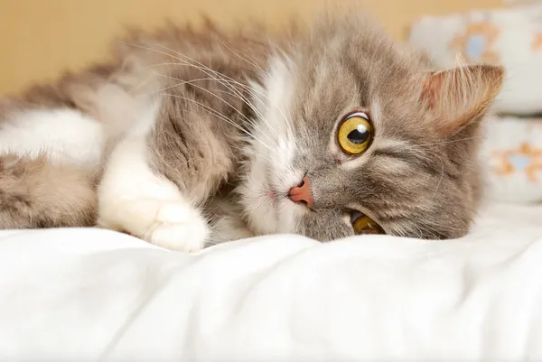 Persian old cat is lying on bed and looking at camera