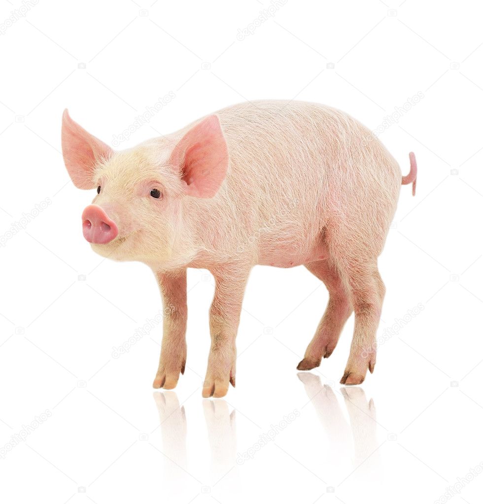 Pig on white — Stock Photo © Tsekhmister #4483201