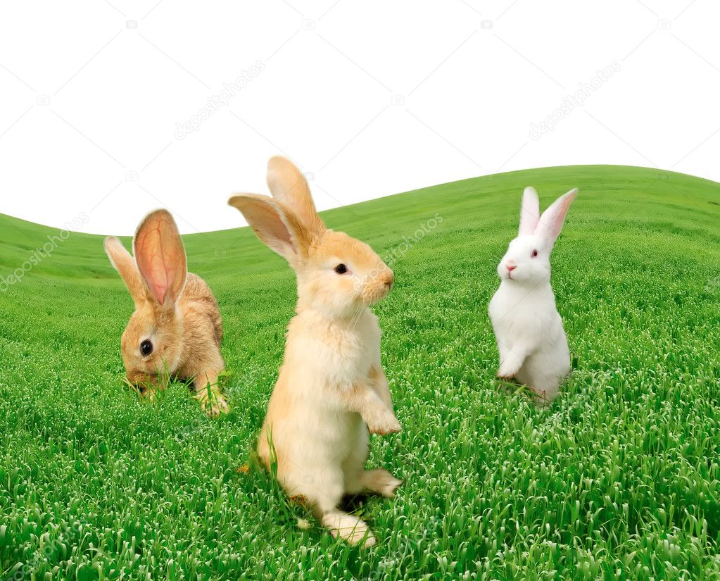 Cute Rabbits