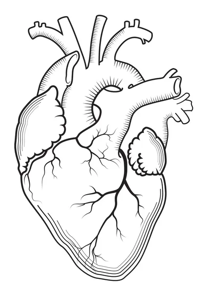 heart outline images. Heart (Outline version)