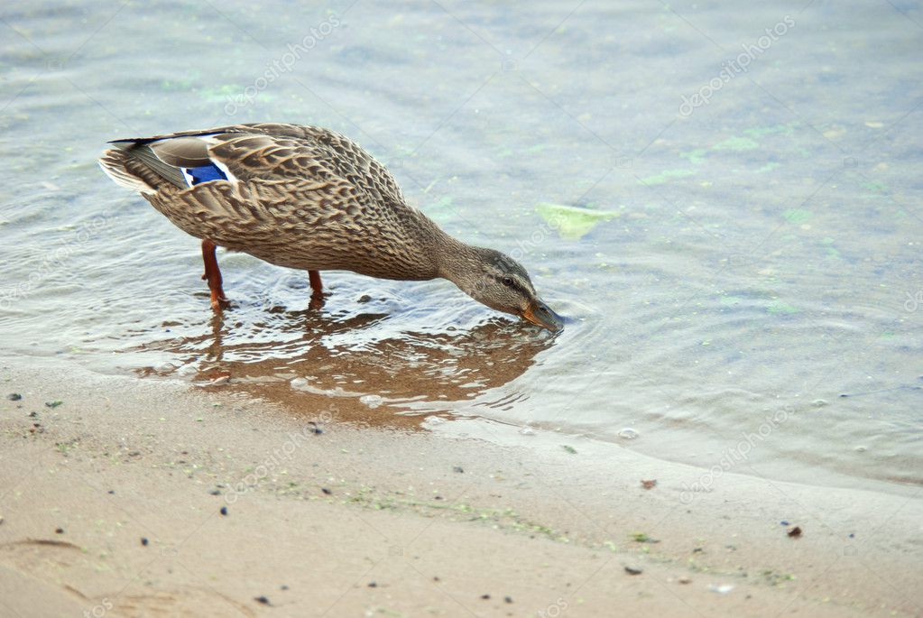 Duckdrinking water — Stock Photo © Zhelya 4594168