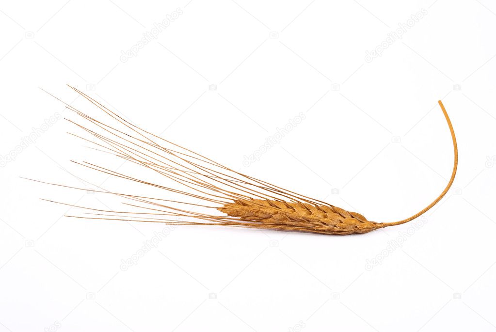 Wheat Ears Stock Photo Alexan66 5352622