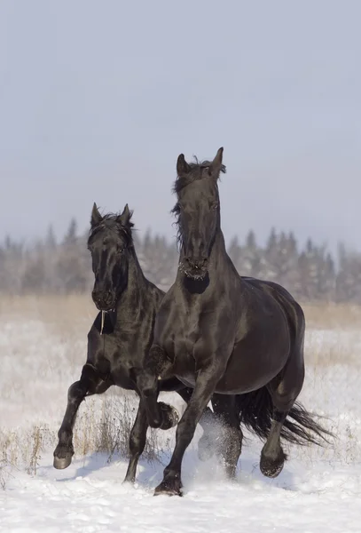 Black horses — Stock Photo #4638016