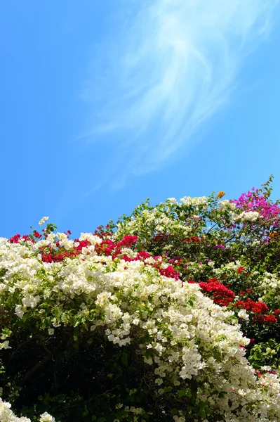Osteospermum flower background