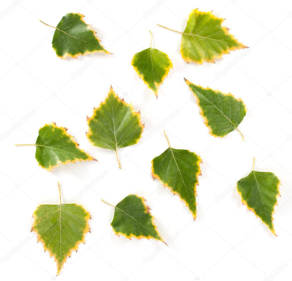 Birch Leaves