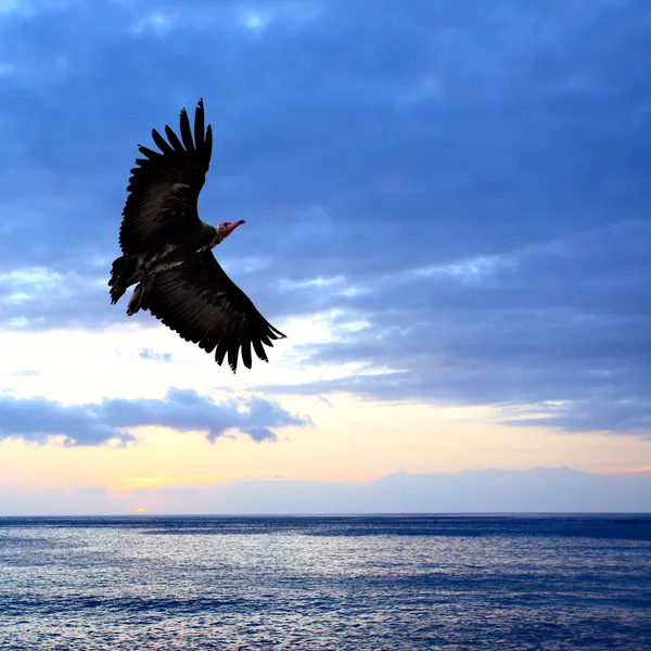 Big Eagle Flying