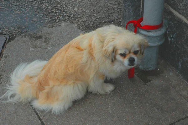 Dog tied to a pipe with red ribbon