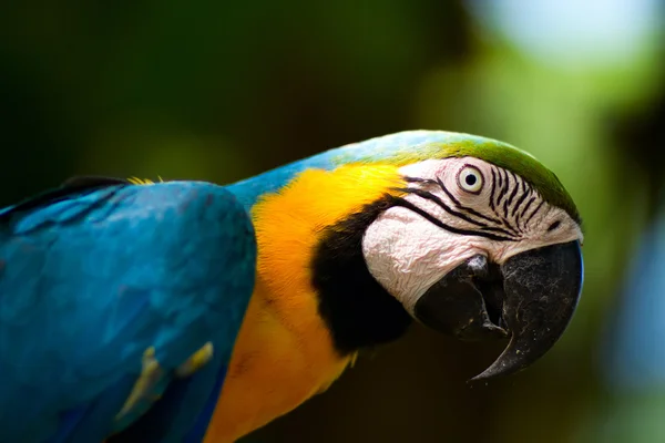 Colorful macaw parrot