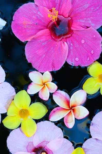 Tropical flowers in water