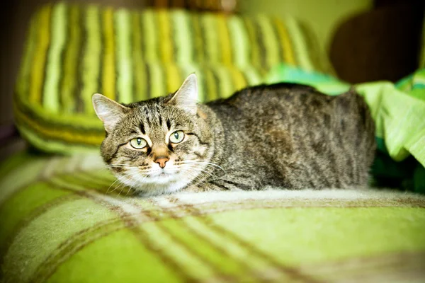 ugly cat pictures. Ugly cat sitting on sofa