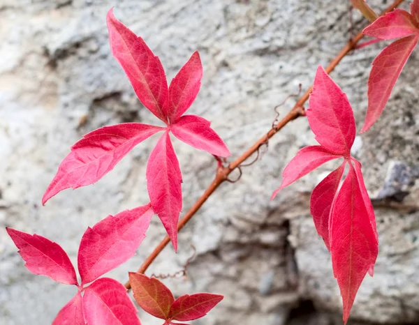 Close-up of a red ivy leaves on grey stone background