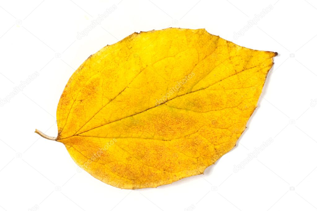 yellow tumblr background Yellow For Gallery > Autumn Leaf