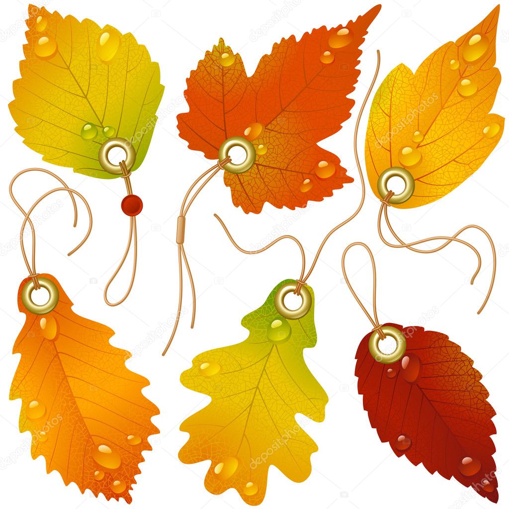 fall leaves vector