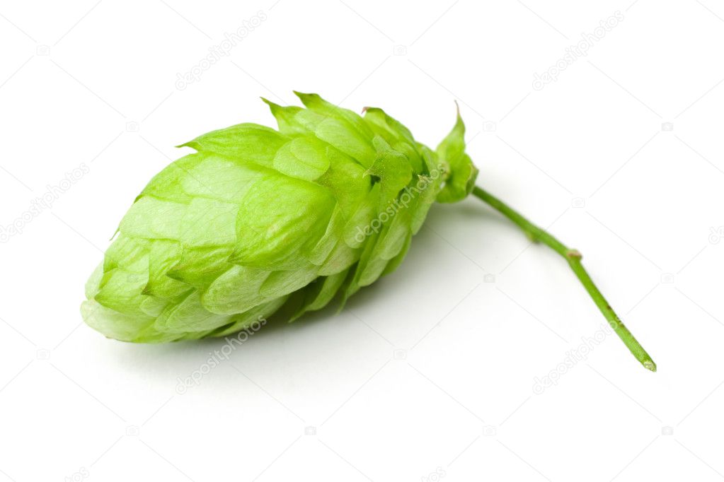 Hop Cone