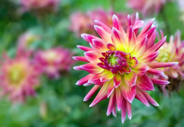 Blooming red and yellow dahlia