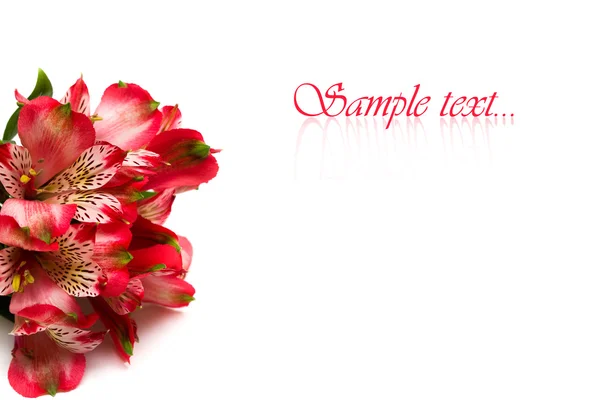 Red flowers isolated on white background