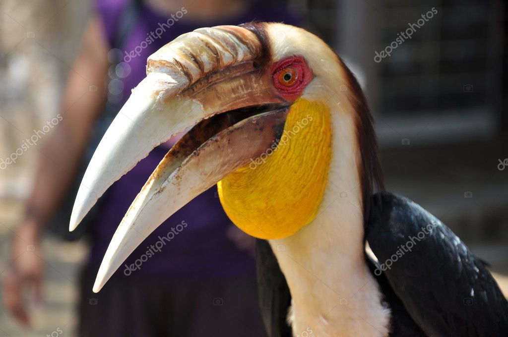 Big Beak