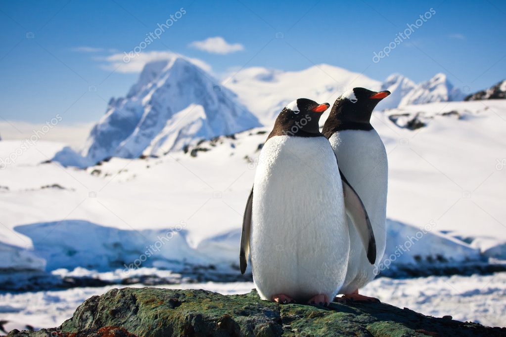 Vulkan online club penguin
