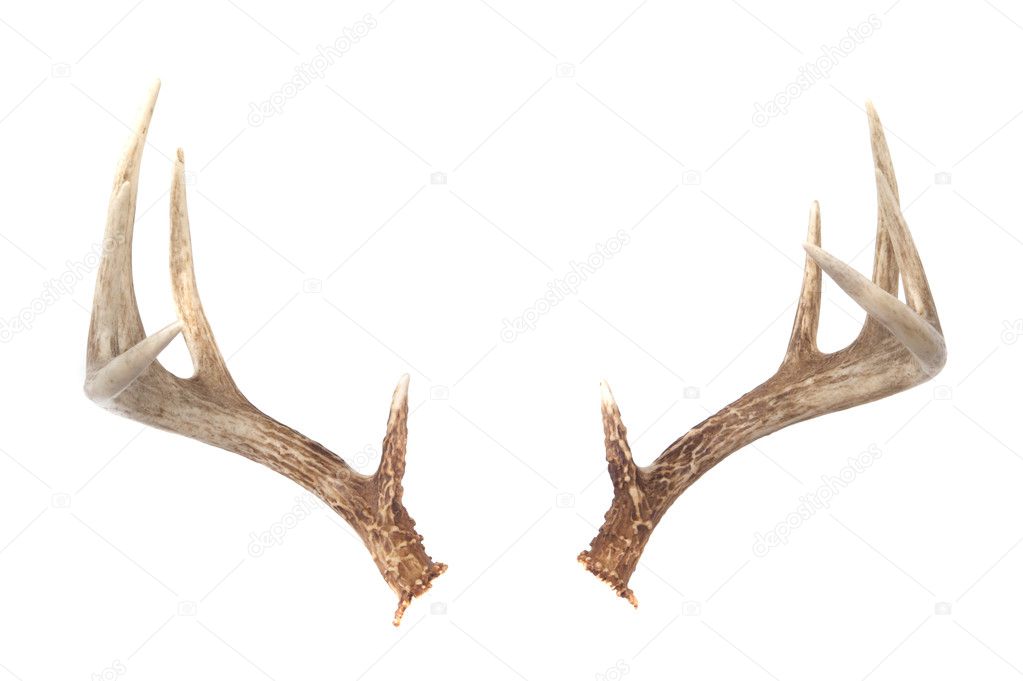 Whitetail Deer Antlers