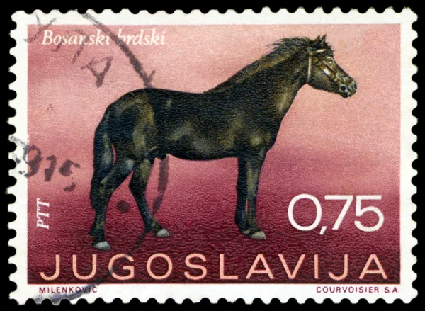 Bosnian Horse