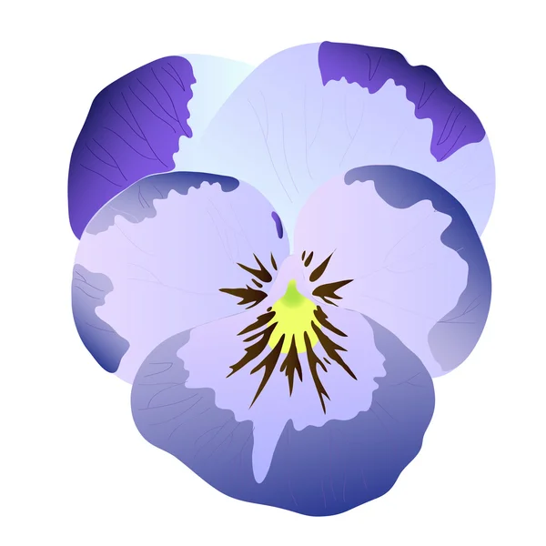 Pansy Vector