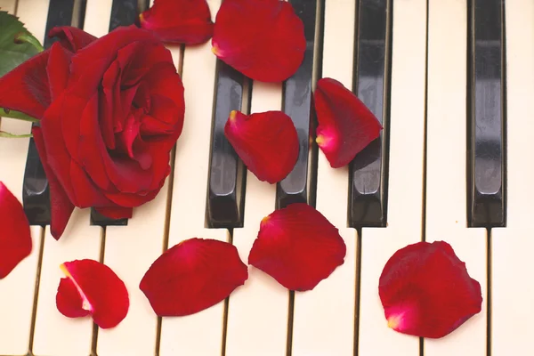 Red rose, petals, black and white piano keys