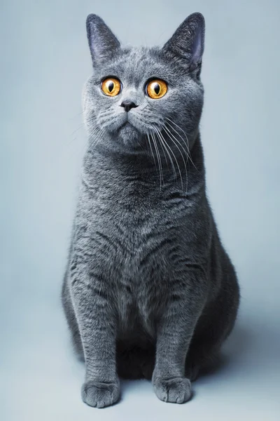 Beautifu funnyl home gray British cat