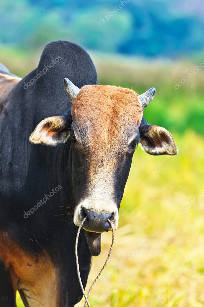 Asian Zebu