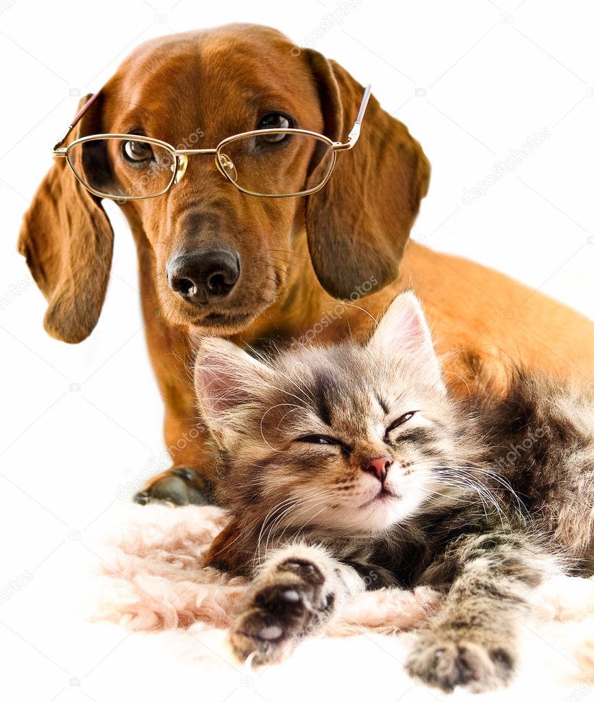 Dachshund dog and kitten — Stock Photo © Lilun_Li 4749671