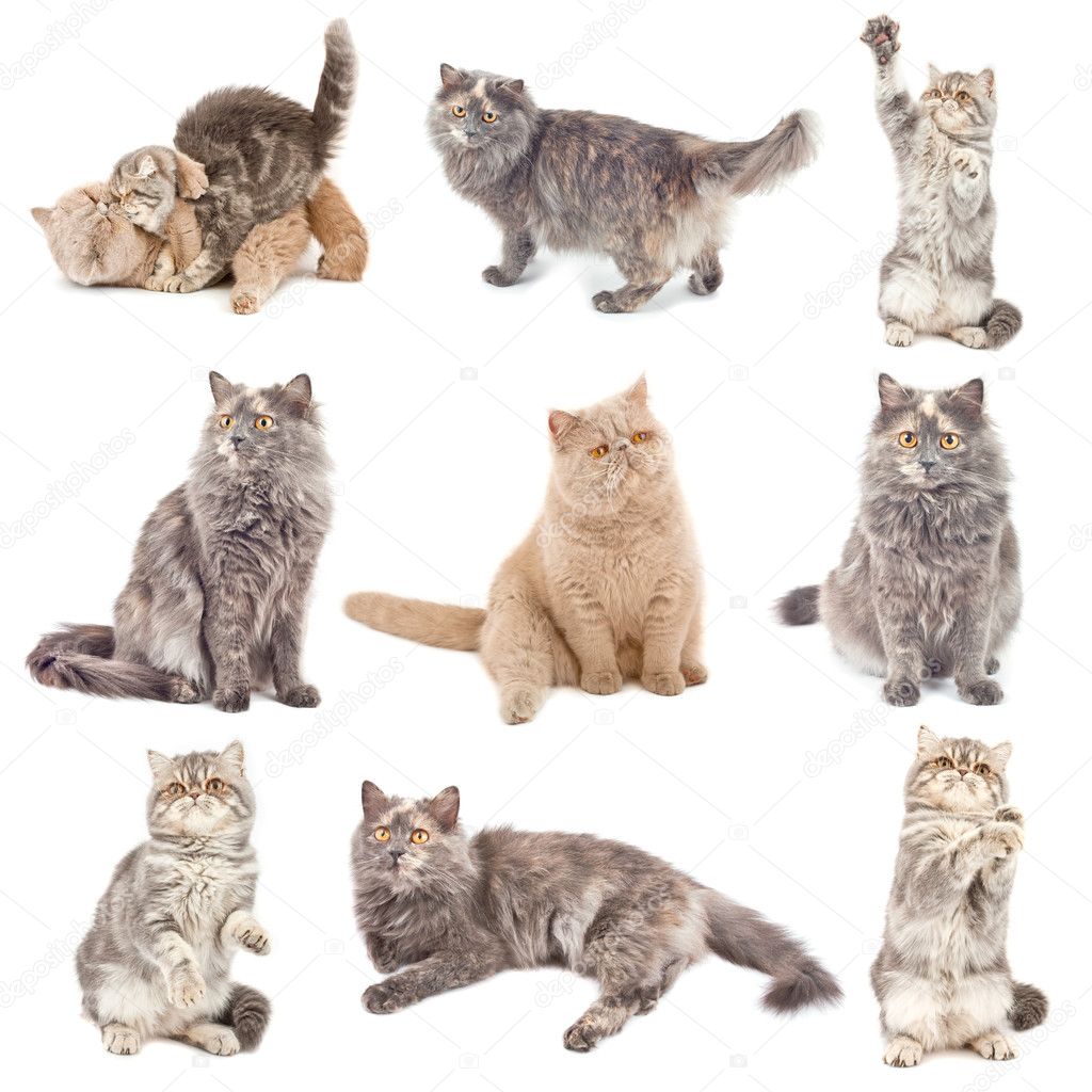 Cats In Different Poses Stock Photo Vlad Star
