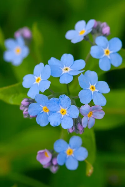 Blue forget-me-not — Stock Photo #5280209