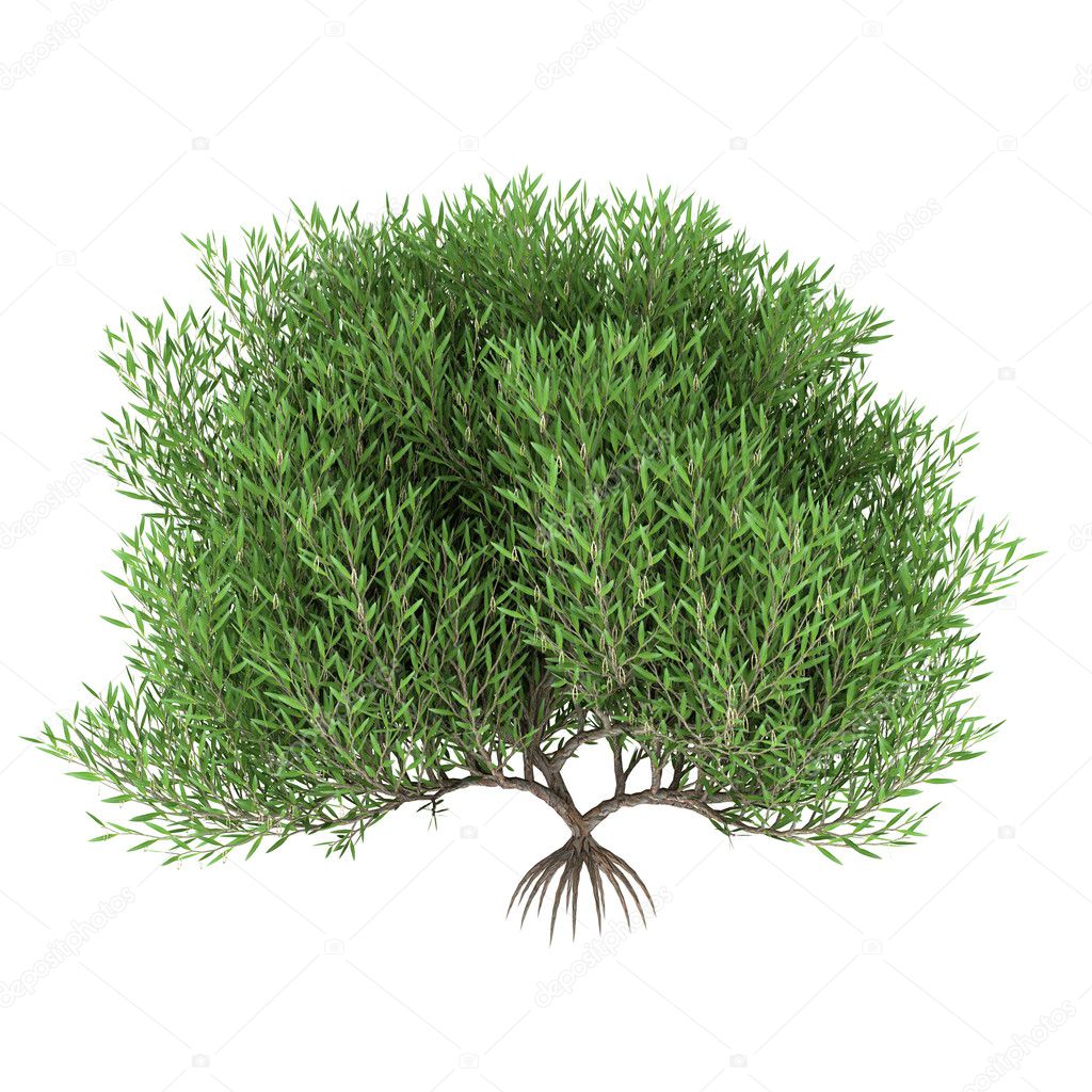 White Background Tree