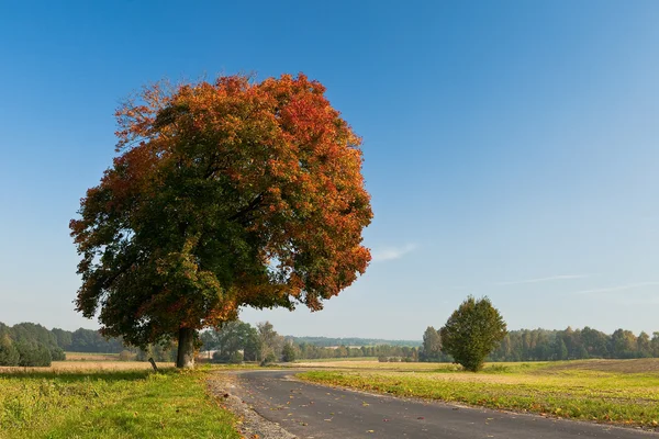 Beautiful fall scene on curved road with colorful leaves on tree
