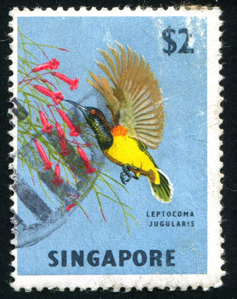 yellow breasted sunbird