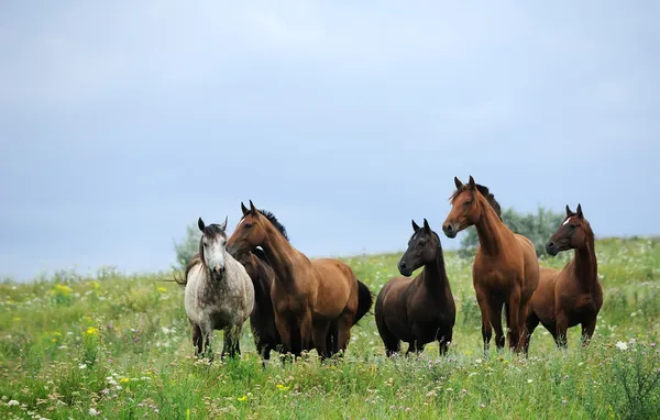 Herd of wild horses on the field