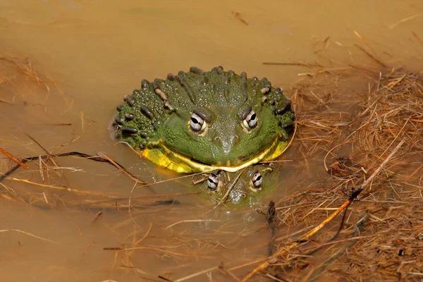 Animals+mating+with+human+free+download