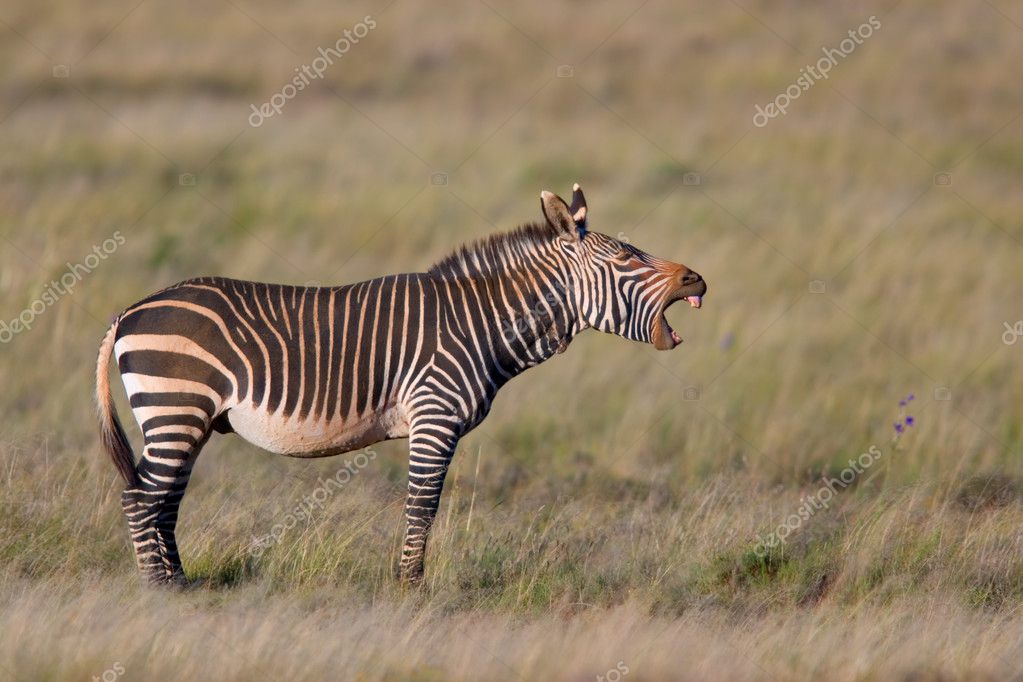 Zebra Mountain